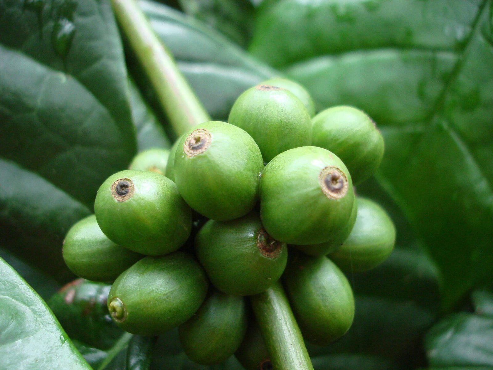 Buôn Ma Thuột Robusta