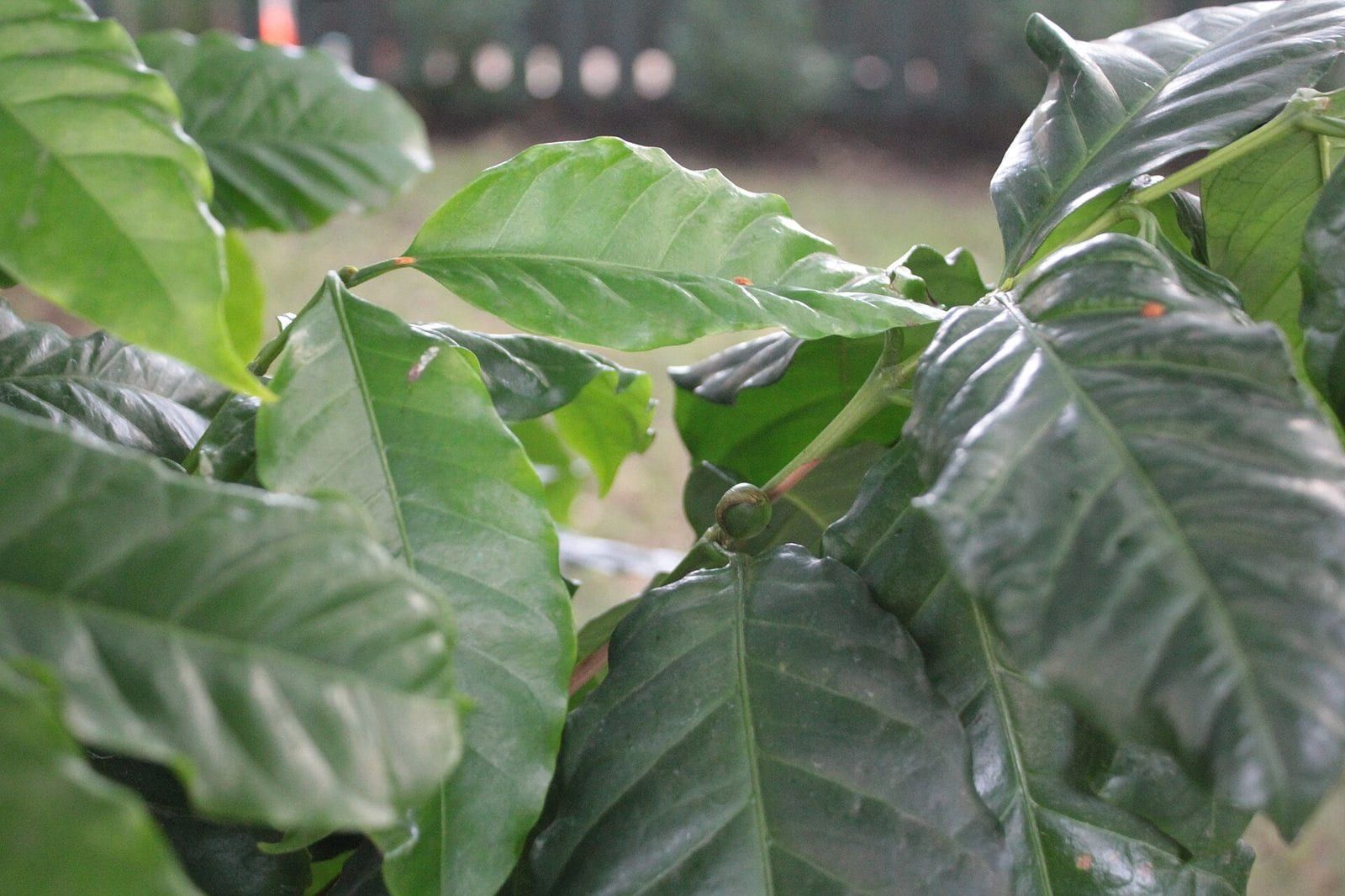 Đắk Lắk Arabica